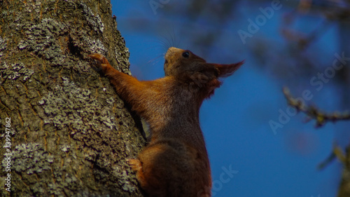 Fototapeta Naklejka Na Ścianę i Meble -  Wiewiórka na drzewie 