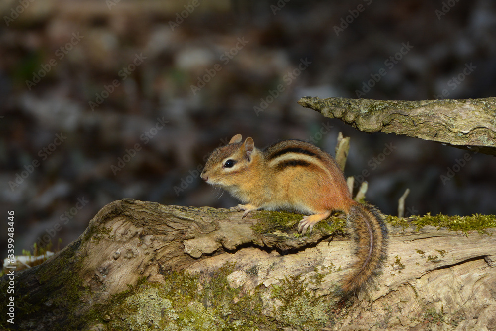 Chipmunk sitting on a log in forest