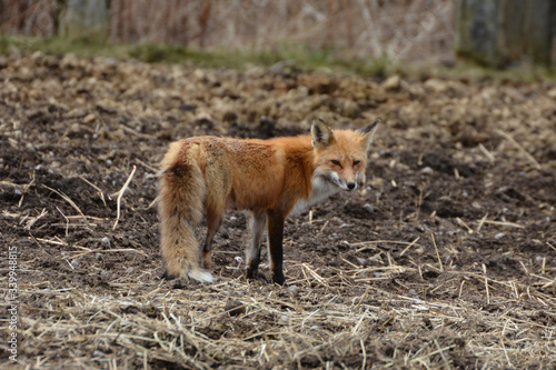 Red Fox in barnyard © Carol Hamilton