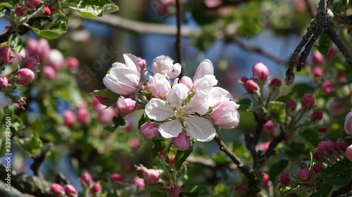 Wallpaper Mural Apfelblüte Torontodigital.ca