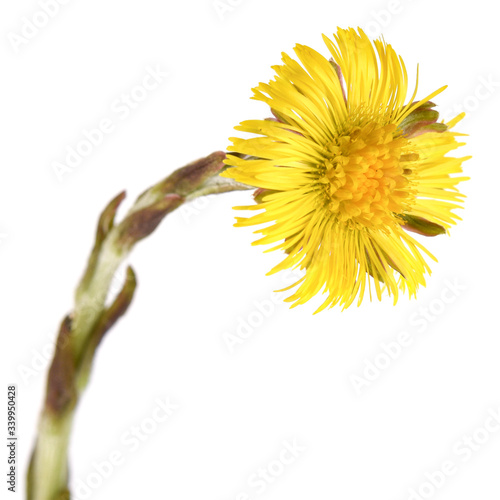 Tussilago farfara flowers - springs plant