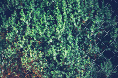 Life of Living Fence