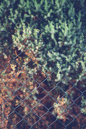 Life of Living Fence