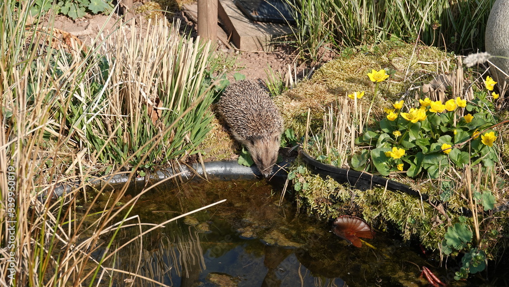 Igel am Gartenteich Stock Photo Adobe Stock