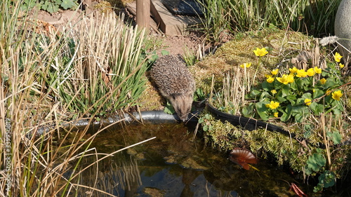 Igel am Gartenteich