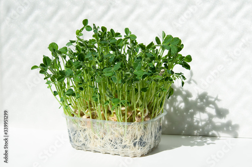 sprouted grains of peas in boxing visible roots. Green stems and leaves in the dew are watered, fresh microgreens photo
