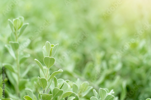 Close up and blurred of Barometer bush green leaves for nature background.