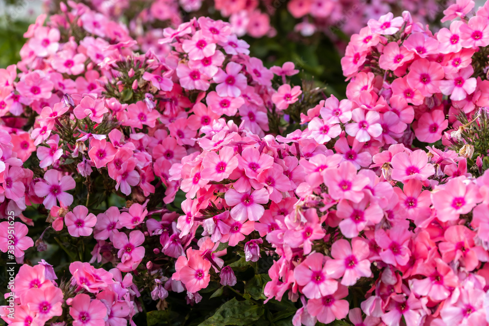 Floral bright pink carpet of autumn Phlox in a Park of Lomonosov.