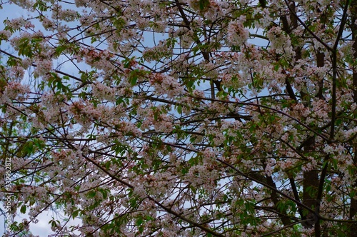 Fleurs de cerisier rose