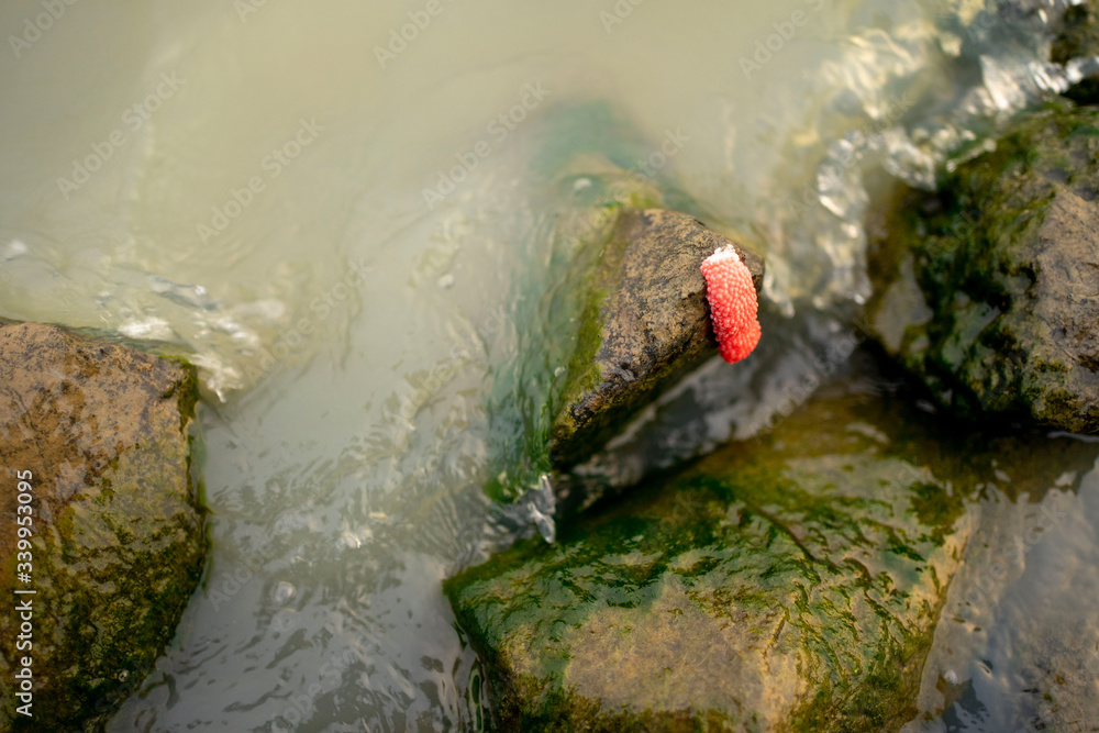 Red insect eggs on the rocks by the river. Red insect eggs on the rocks by the river.