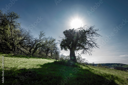 Arbre Seul 