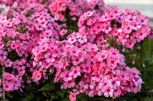 Floral bright pink carpet of autumn Phlox in a Park of Lomonosov.