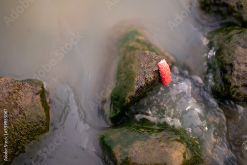 Red insect eggs on the rocks by the river.
