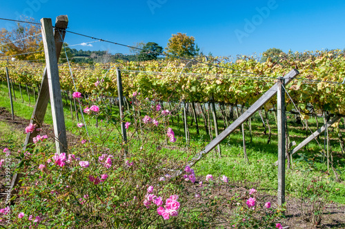 Estrada do Sabor, Vale dos Vinhedos, região de Bento Goncalves, Rio Grande do Sul, Brasil, foto de Ze Paiva, Vista Imagens.