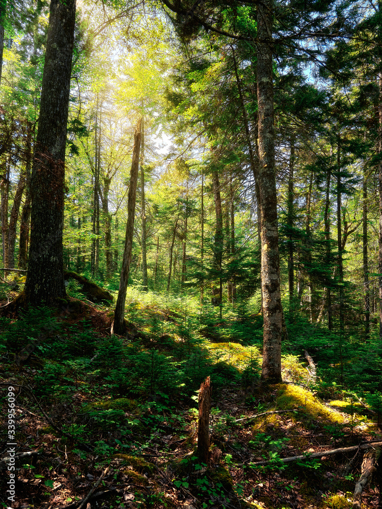 Fototapeta premium forest in summer