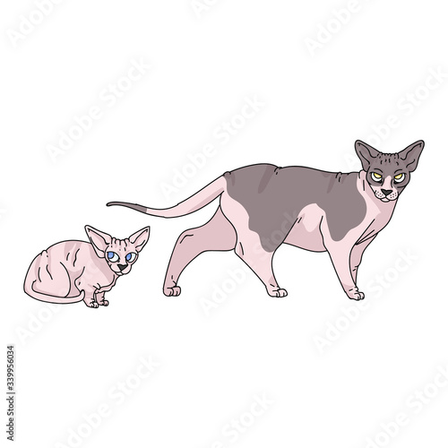 Cute cartoon sphynx cat and kitten vector clipart. Pedigree exotic kitty breed for cat lovers. Purebred domestic for pet parlor illustration mascot. Isolated hairless feline housecat. EPS 10. 