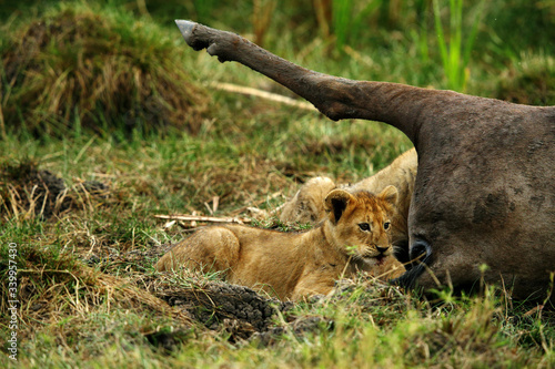 Lion cubs near carcass