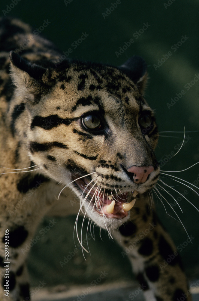Naklejka premium TOP CATS ASIA