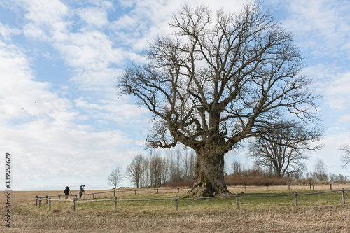 City Valmiera, Latvia. Oak trees and meadow. Travel photo. © ynos