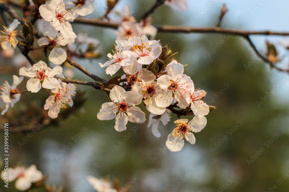 Fototapeta premium Spring flowering in orchard on blurry background