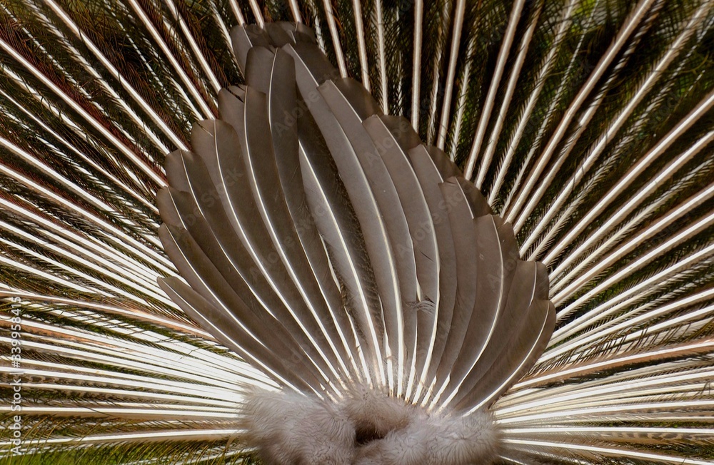 Obraz premium Peacocks backside