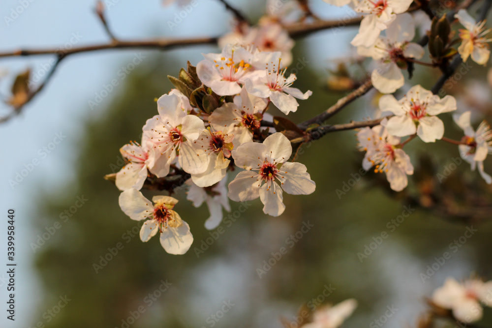 Spring flowering in orchard on blurry background Spring flowering in orchard on blurry background