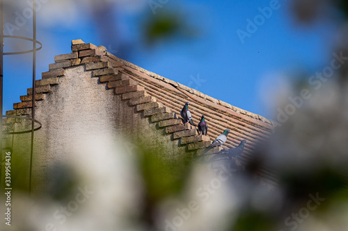 Roof of the house with pigeons.