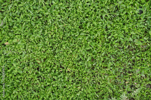 Background of green grass in early spring