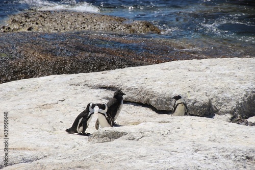 Spectacled penguins on a rock at Boulders Beach. In  Simon   s Town  where a penguin colony lives. South Africa  Africa.