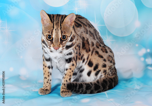 asian leopard cat in the blue background