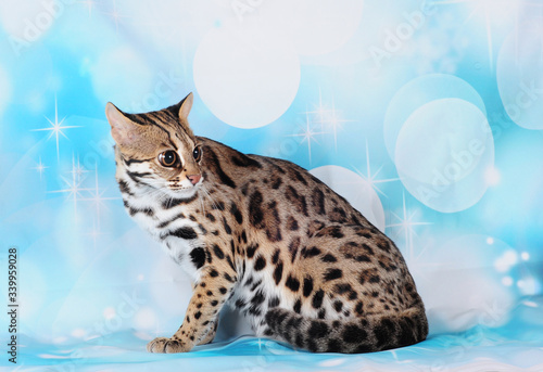 asian leopard cat in the blue background