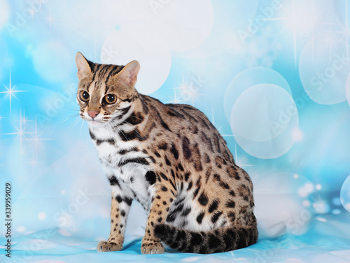 asian leopard cat in the blue background