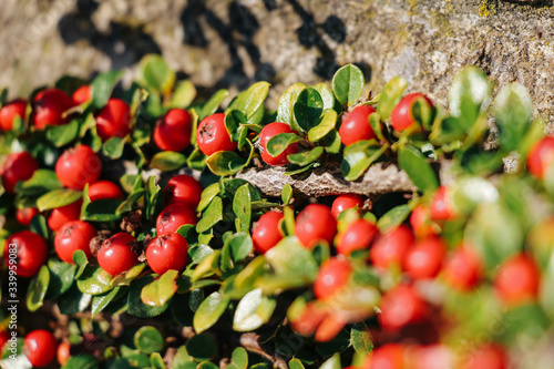 Rote Beeren an Mauer