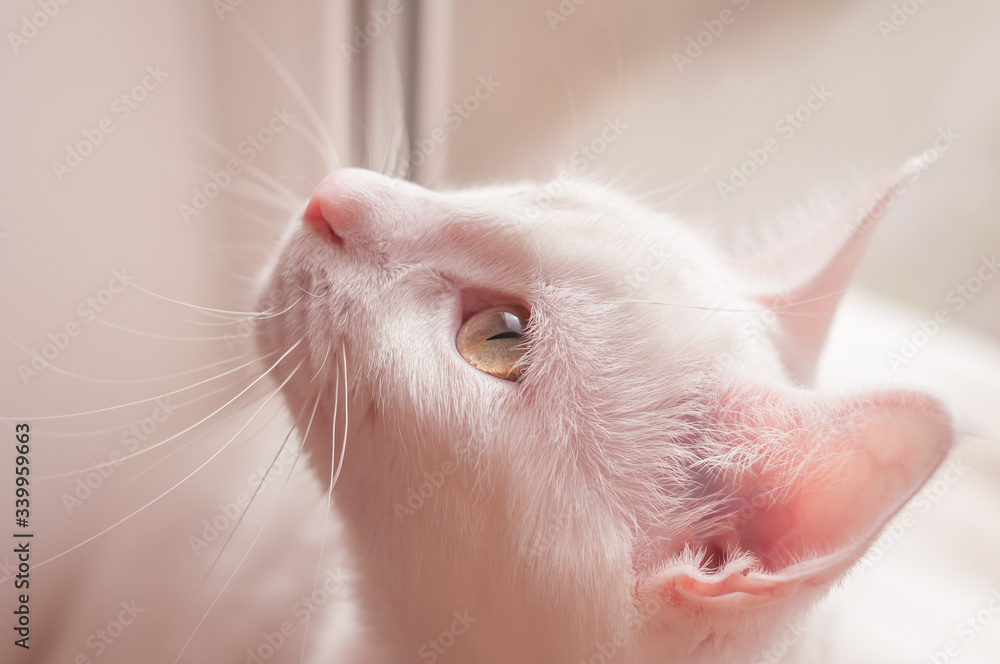 portrait of white cat on window sill looking through the window pink tone portrait of white cat on window sill looking through the window pink tone