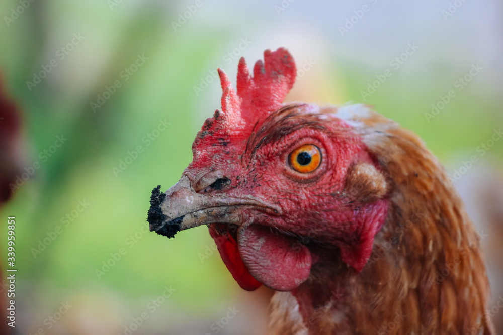 Huhn mit verärgertem Blick