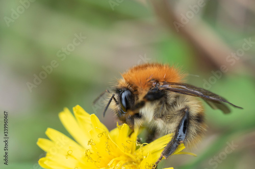 abeille ou bourdon