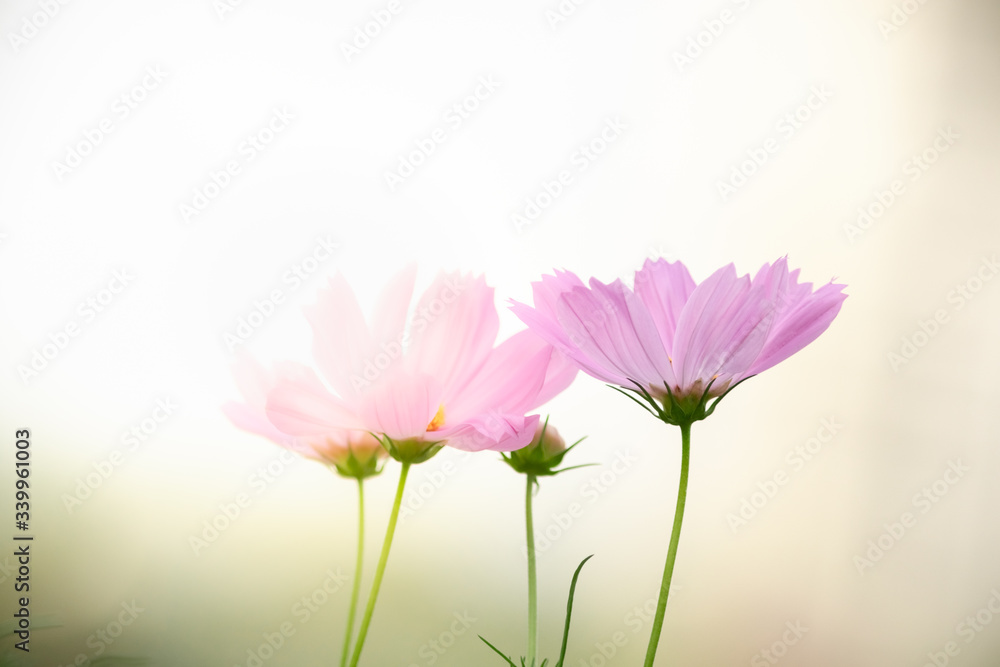 Nature of flower in garden using as cover page background natural flora wallpaper or template brochure landing page design Nature of flower in garden using as cover page background natural flora wallpaper or template brochure landing page design