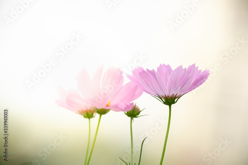 Nature of flower in garden using as cover page background natural flora wallpaper or template brochure landing page design