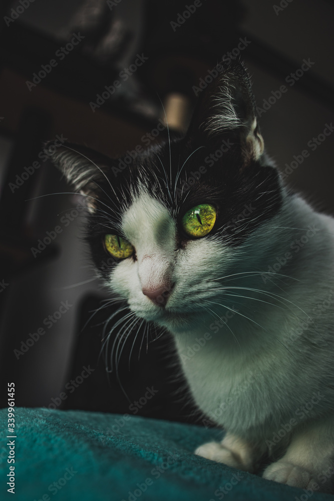 gato domestico blanco con manchas negras, ojos verdes atigrados gato domestico blanco con manchas negras, ojos verdes atigrados