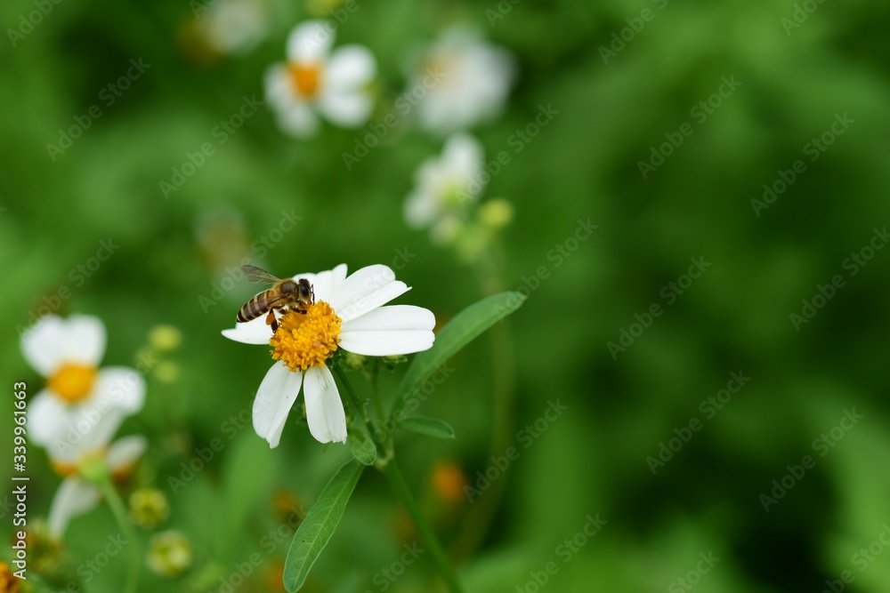 Flowers and small bees Beauty in nature Flowers and small bees Beauty in nature