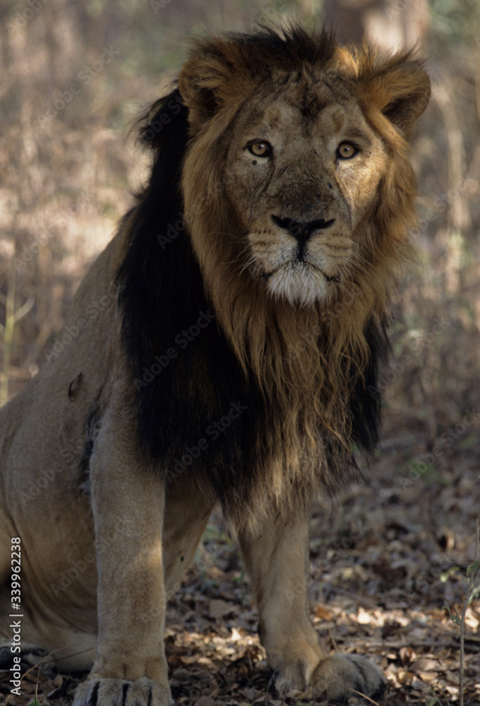 Asiatic Lion