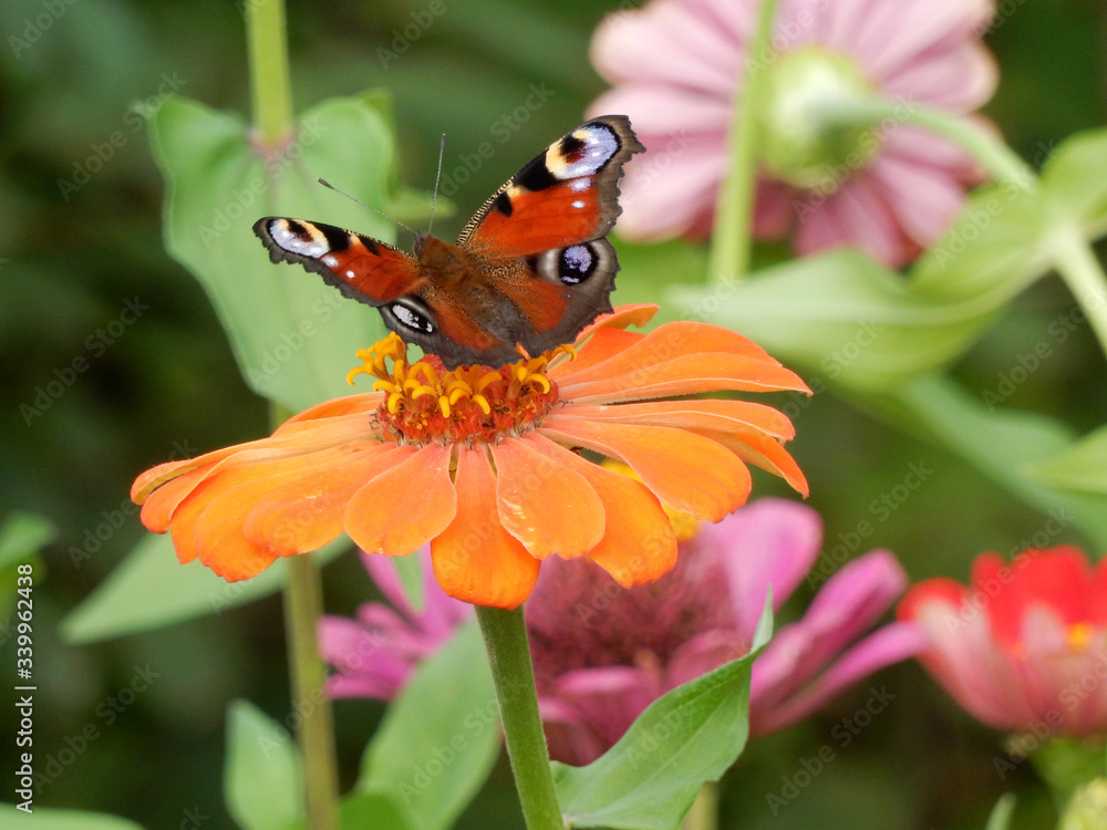 On a Sunny summer day, a red-orange butterfly landed on a flower with orange petals. On a Sunny summer day, a red-orange butterfly landed on a flower with orange petals.
