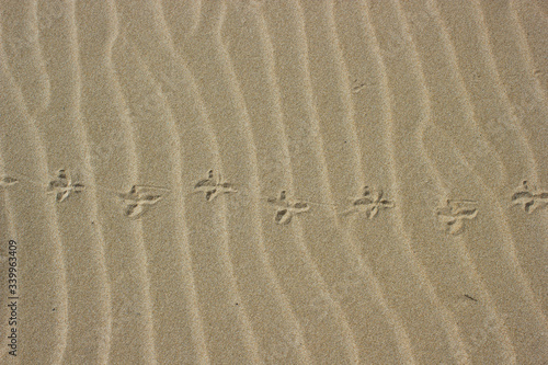 footprints of birds in sand on beach