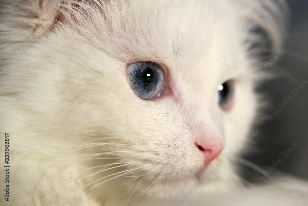 Turkish angora with different eyes Turkish angora with different eyes