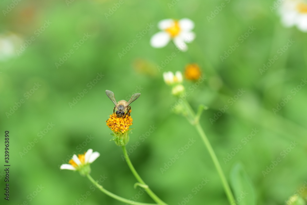 Flowers and small bees and butterflies natural beauty
Flowers and small bees and butterflies natural beauty