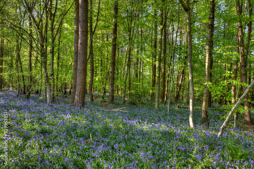 Carpet of Bluebells growing in a small wood in the UK