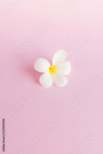 SPA White pluneria flower on pink background