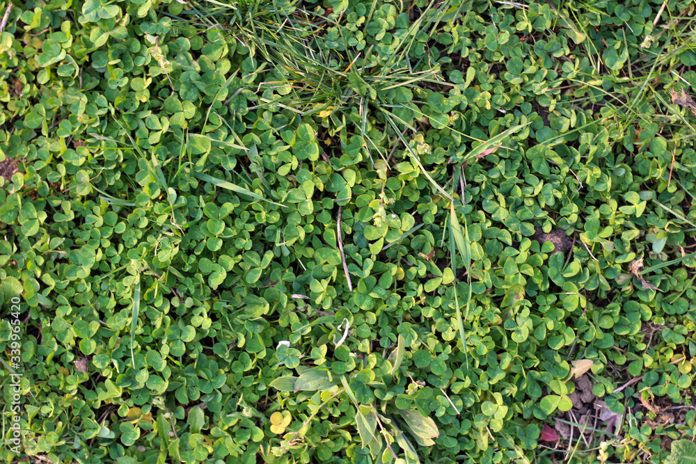 Emerald green clover lawn. Top view Emerald green clover lawn. Top view