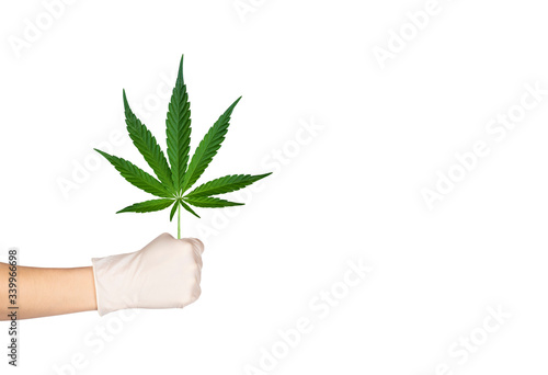 Hand in a surgical glove holds a hemp or cannabis isolated on white background.