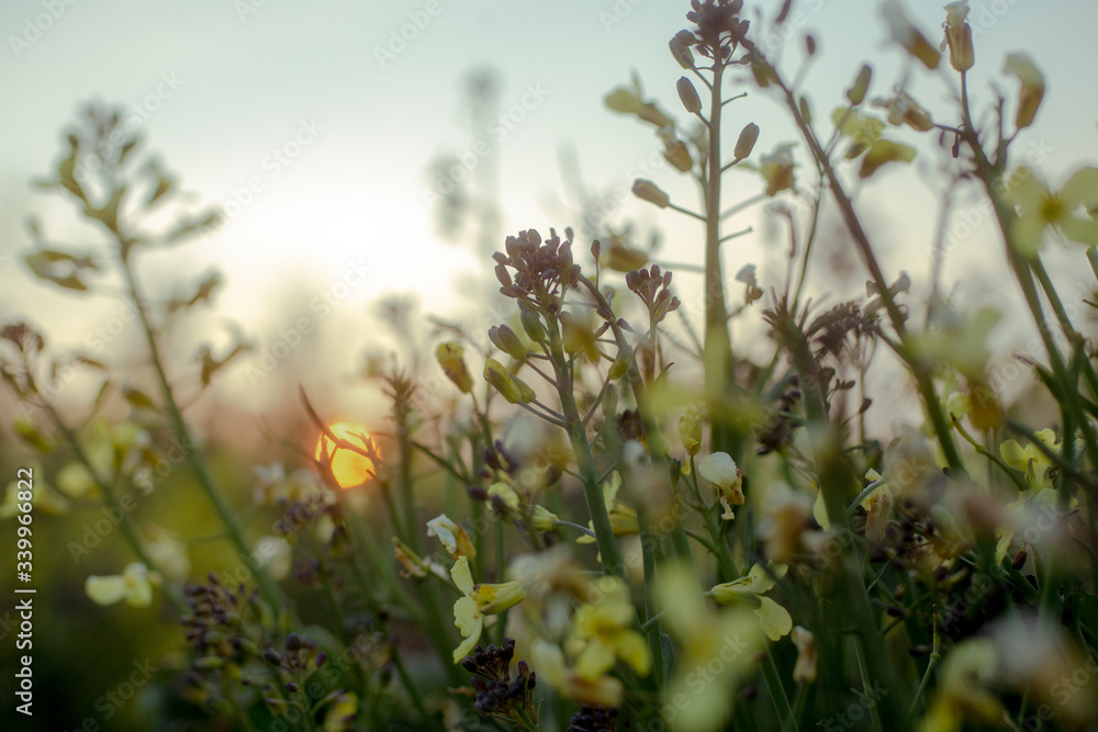 Obraz premium Wild flowers shot with gorgeous sunset light.